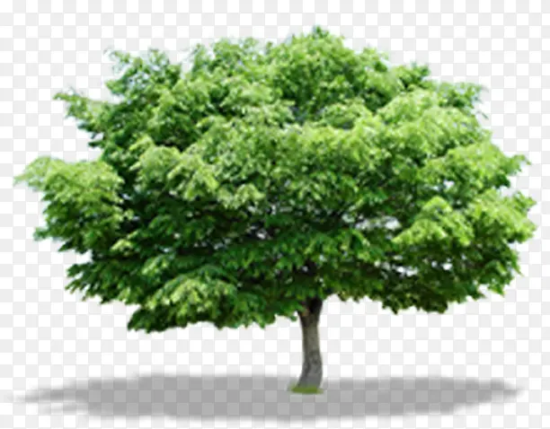 ������Ӱ��̫������ɫֲ�����-������