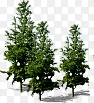 ���������Ӱ����ɭ��-������