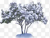 ����������֦ѩ��-������