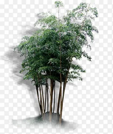 ������Ӱ������ɫ����-������