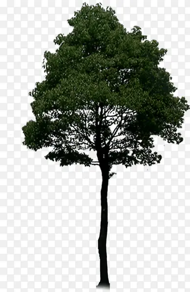 ��ɫ����Ч������-������