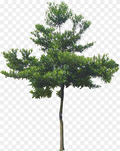 ��ɫֲ�﹫԰���۴���-������