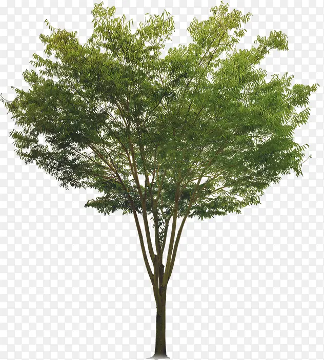 ������Ӱ��ɫ�Ĵ���ֲ��-������