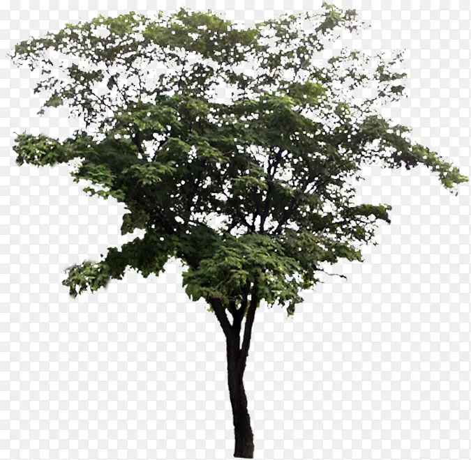 ������ɫ�ݱ�ֲ�����-������