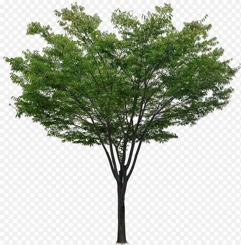 ��ɫ����������Ӱ��ľ-������