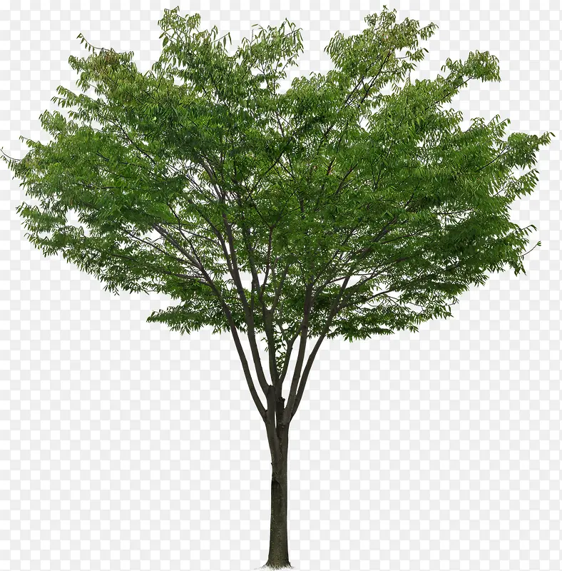 ��ɫ�������������Ӱ-������