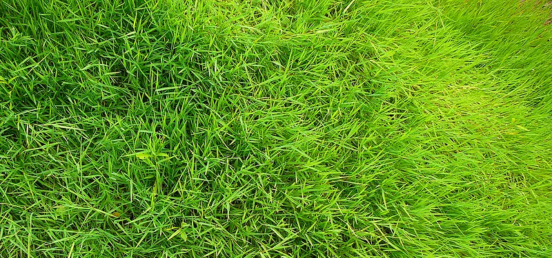 ��ɫС�ݱ���-������