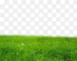 ��ɫ�ݵ�һƬ�̲�-������