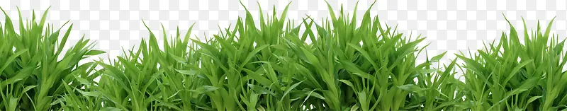 ������Ӱ��ɫ�Ĳݵ�-������