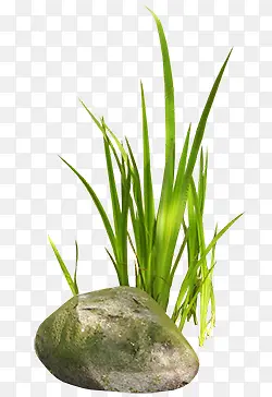 ��ɫֲ�ﴴ��ݵ�-������