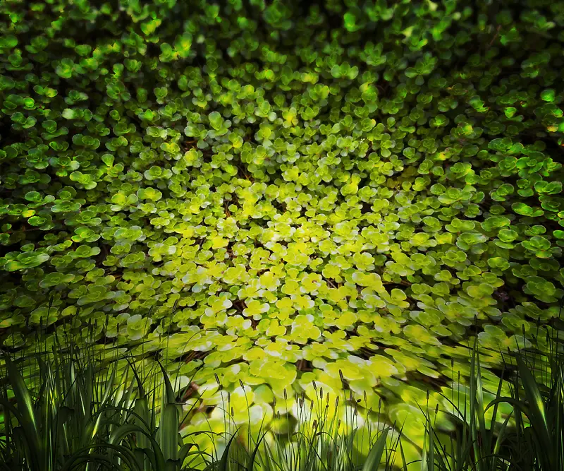 ������Ҷ��������-������