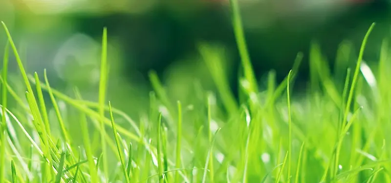 ��ɫ�ݵر���-������