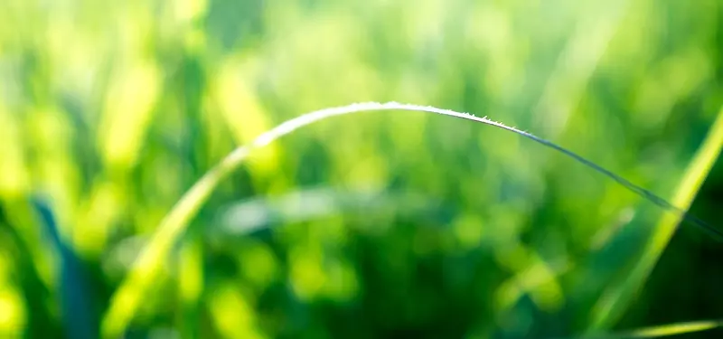 ��ɫ�ݵر���-������