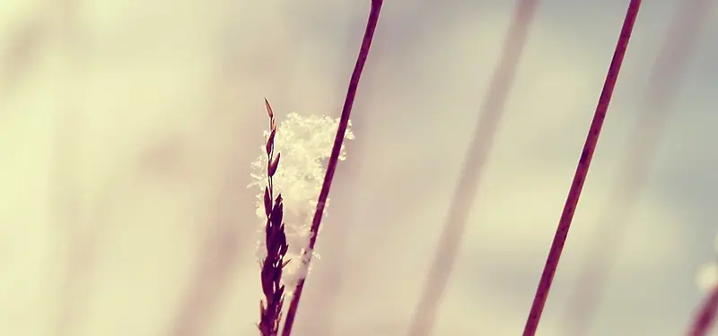 ��֦�����λñ���-������