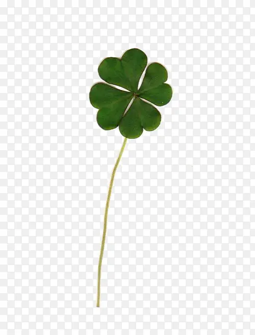 ��Ҷ��-������