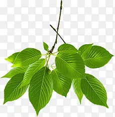 ������Ӱ�ֻ�����ɫ��Ҷ-������