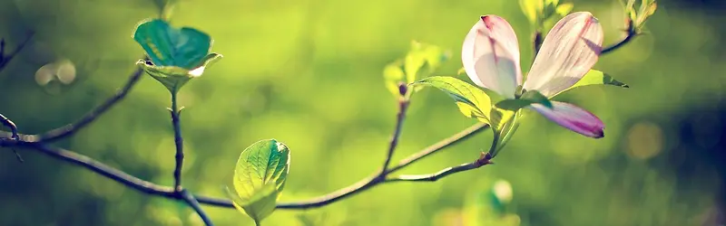 ���䱳��-������