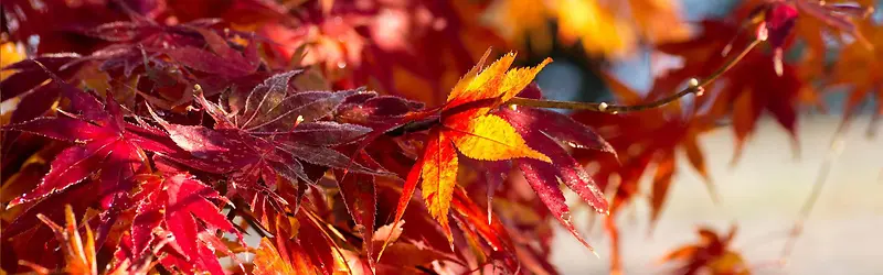 ���������ſᱳ��-������