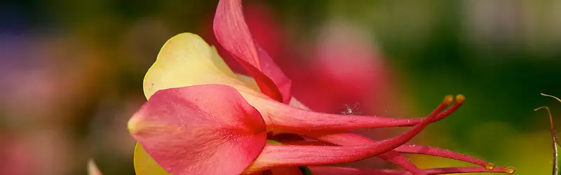 ���䱳��Ψ��������������-������