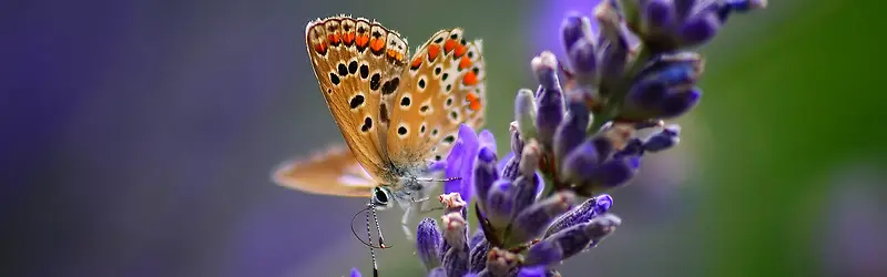 ���䱳��Ψ��������������-������