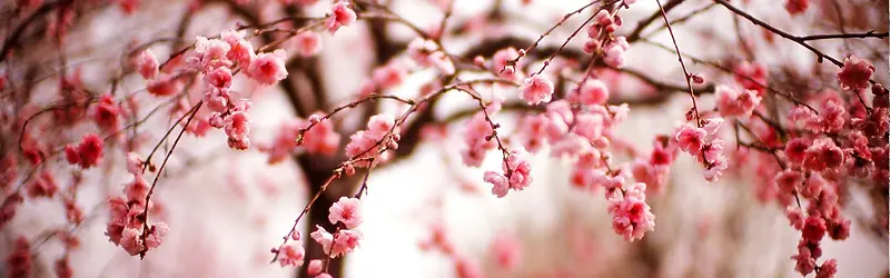 ���䱳��-������