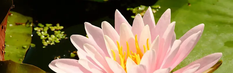 ���䱳��Ψ������-������