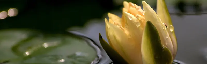 ���䱳��Ψ������-������