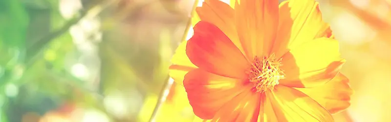 ���䱳��Ψ������-������