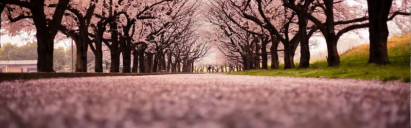 ���䱳��-������