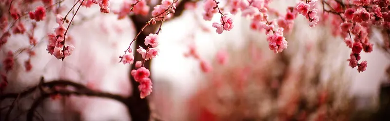 ���䱳��Ψ������-������