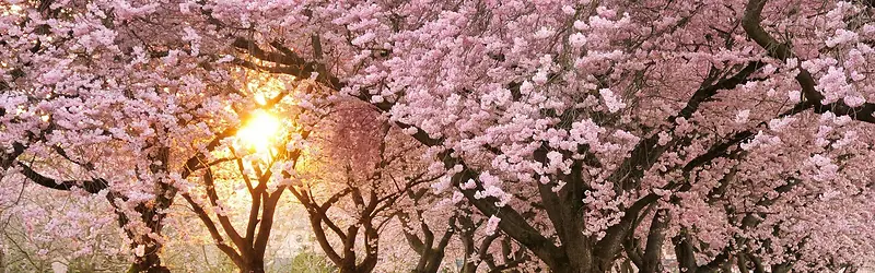 Ψ������-������