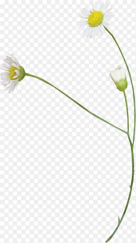 ��ɫС����ʢ��-������