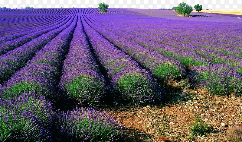 ��ɫΨ��޹�²ݻ���-������