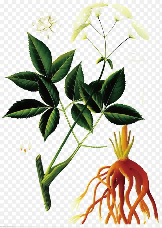 ��ɫ�ݱ�ֲ�������Ӱ��ɫ����-������