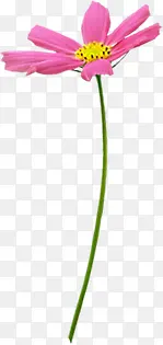 ��ɫ����ʱ�д��⻨��-������