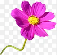 ��ɫΨ������ʱ�л���-������