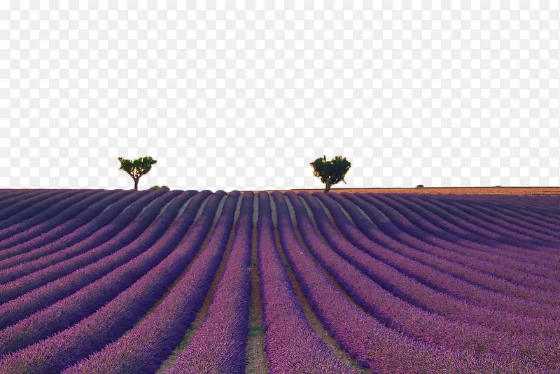 ޹�²�-������