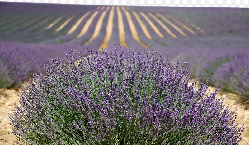 ��ɫ޹�²ݻ���-������