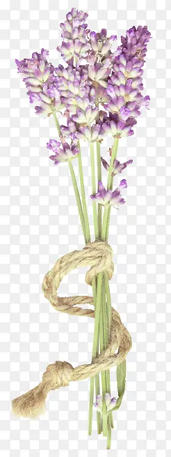 ޹�²�-������