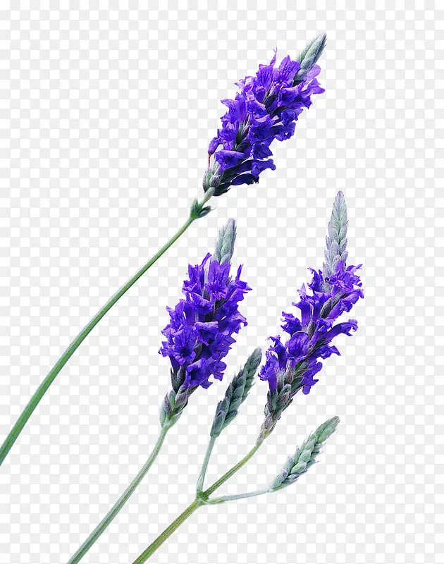 ޹�²�-������