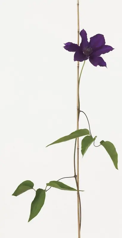 ��ɫ���ܸ�����ӰͼƬ-������