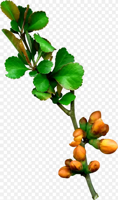 ��������ز� png�ز�-������