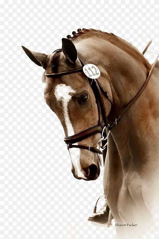 ��ͷ-������