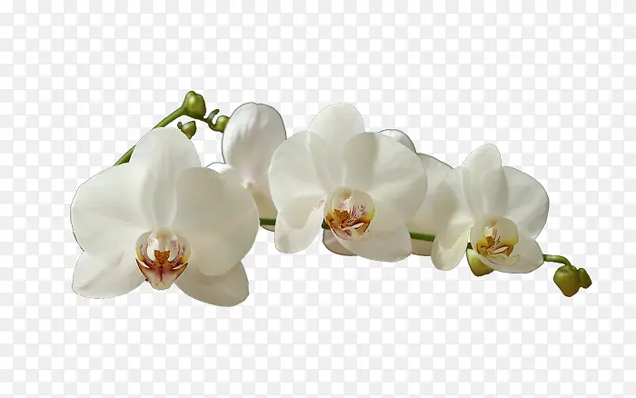 ��ɫ����-������