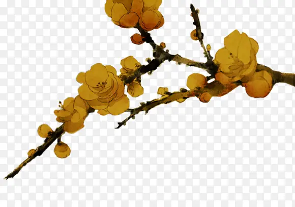 ��ɫ÷��ˮ��÷���ز�-������