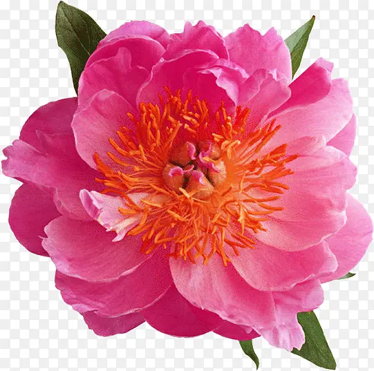 ��ɫ��-������