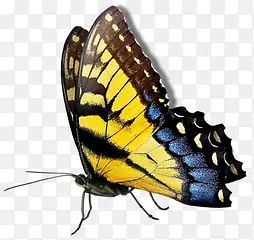 ��ʺ����ز�-������