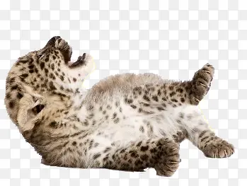 �����ز��ֻ��ز�-������