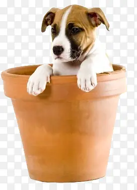 ����ͼ�꿨ͨ�����ز� ���� Ȯ-������