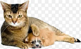 �����Ӱ�����ز�-������